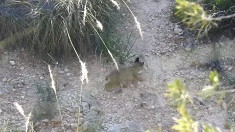 Cachorro de Urtsu por Lorca