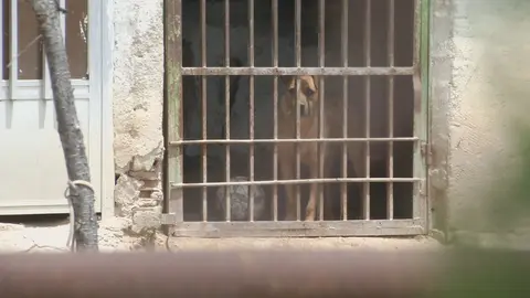 Denuncian las "p&eacute;simas" condiciones en las que se encuentra un perro en una finca de Molina de Segura (foto: La 7)