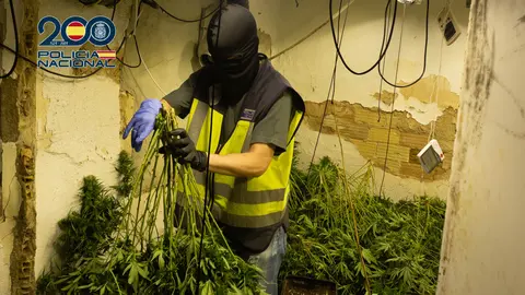 Polic&iacute;a Nacional desmantela tres plantaciones de marihuana en Alcantarilla y Sangonera la Seca