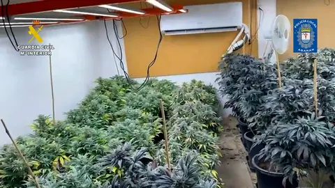 Cultivo desmantelado en Abar&aacute;n (foto: GC)