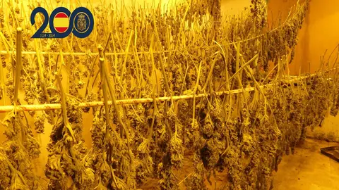 Imagen del secadero de marihuana encontrado en una casa de Molina de Segura