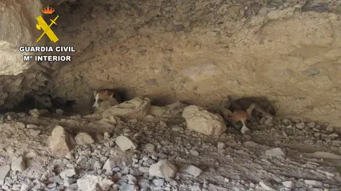 Rescate cachorros (foto: GC)