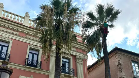 Palmeras en Murcia