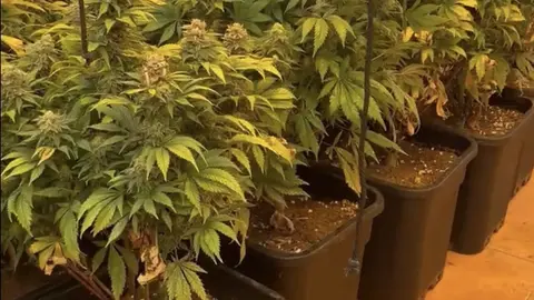 Polic&iacute;a Local de Cartagena halla una plantaci&oacute;n de marihuana en el interior de una vivienda (foto: Ayuntamiento de Cartagena)