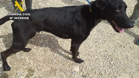 Uno de los perros de la mujer investigada (foto: GC)