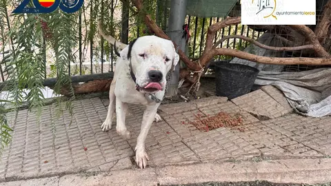 Polic&iacute;a Nacional y Polic&iacute;a Local de Lorca rescatan a un perro en situaci&oacute;n de abandono
