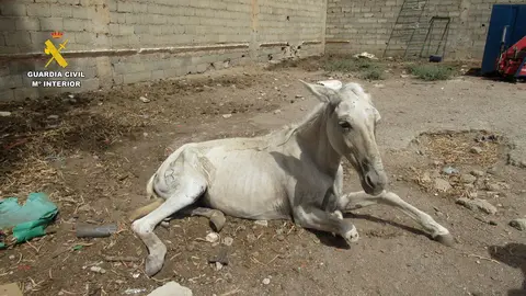 Uno de los &eacute;quidos tuvo que ser sacrificado por el veterinario para evitarle un sufrimiento innecesario (foto: GC)