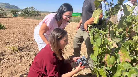 Imagen de la consejera Sara Rubira en un vi&ntilde;edo de Yecla donde se trabaja en la vendimia