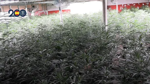 Plantaci&oacute;n de marihuana en el interior de una nave industrial en el Camino de Enmedio de la pedan&iacute;a murciana de Puente Tocinos (foto: PN)