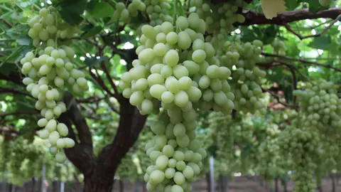 Uva en campo del proveedor Agronativa, de Alhama de Murcia (foto: Mercadona)