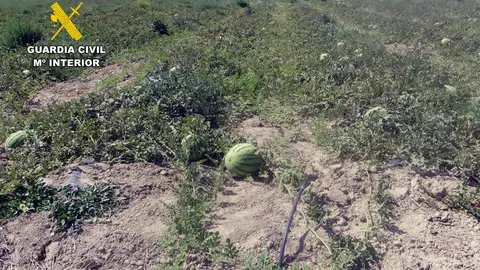 Investigan a dos empresarios agr&iacute;colas por transformar ilegalmente 50 hect&aacute;reas de secano en regad&iacute;o