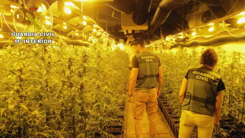 Plantaci&oacute;n marihuana (foto: GC)