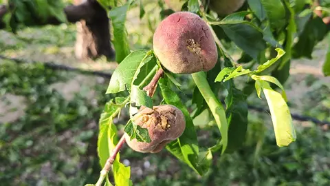 Imagen de archivo de fruta de hueso da&ntilde;ada por el granizo.