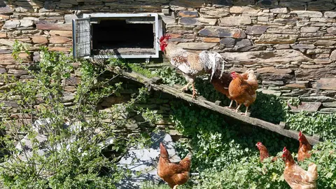 Varias aves en un corral (archivo)