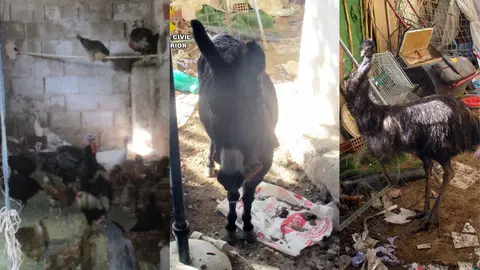 Animales encontrados en p&eacute;simas condiciones dentro de una vivienda de Lorca (foto: GC)