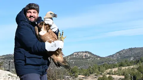 Liberaci&oacute;n de uno de los tres ejemplares de buitre leonado (foto: CARM)