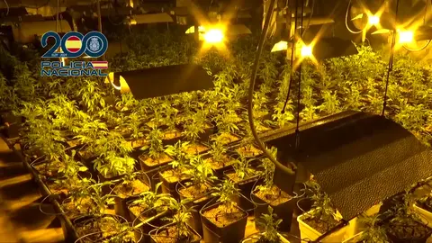 Plantaci&oacute;n de marihuana en el barrio del Progreso, en Murcia (foto: La 7)