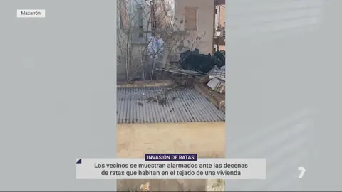 Varias ratas sobre el tejado de una vivienda de Mazarr&oacute;n (foto: La 7)