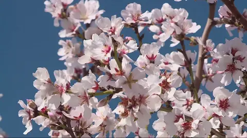Almendro en flor