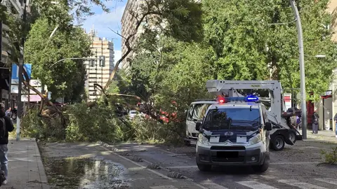 Ca&iacute;da de una rama de grandes dimensiones en la Gran V&iacute;a de Murcia (foto: La 7)