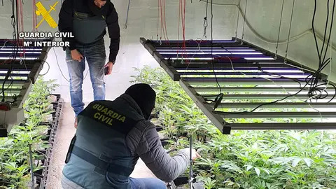 Invernadero subterr&aacute;neo de marihuana hallado en una vivienda de Sangonera la Seca | Foto: Guardia Civil