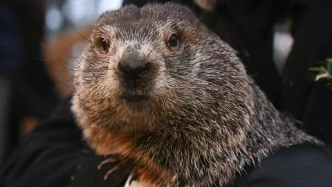 La marmota Phil (foto: Agencias)