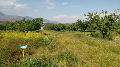 Campo de almendros con cubierta
