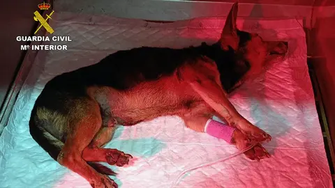 Animal herido