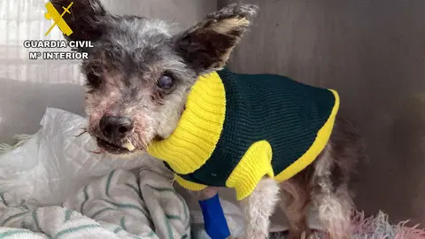 Perro localizado en el patio de una vivienda en p&eacute;simas condiciones higi&eacute;nicas y sanitarias