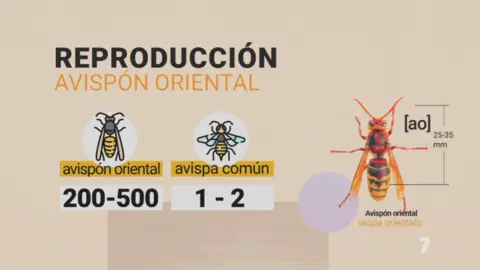 Alerta en la Regi&oacute;n de Murcia por la llegada del avisp&oacute;n oriental, una especie invasora de alto riesgo ambiental
