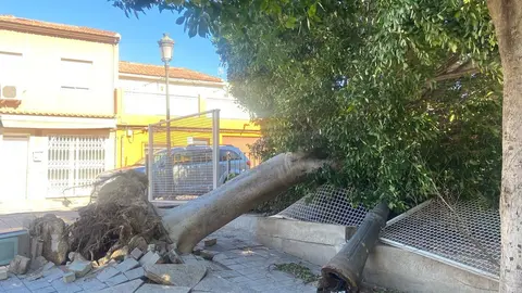 &Aacute;rbol ca&iacute;do este s&aacute;bado 14 de febrero en Molina de Segura (foto: @lolaajimenez10)