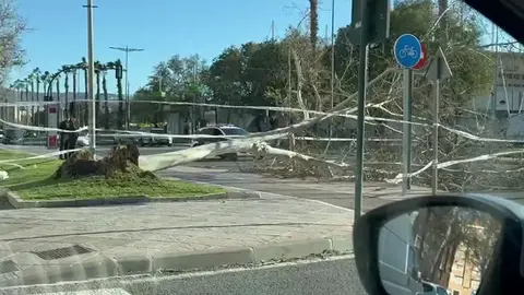 Ca&iacute;da de un &aacute;rbol en Murcia (foto: La 7)