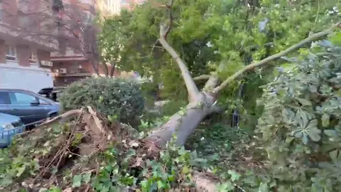 Ca&iacute;da de un &aacute;rbol en la Plaza Santa Marta de Murcia (foto: La 7)