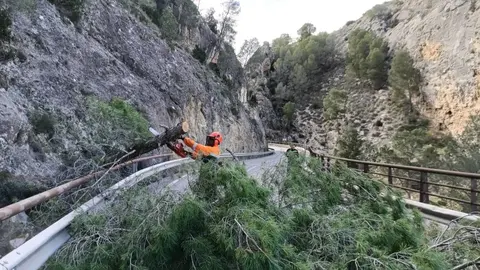 Ca&iacute;da de &aacute;rboles en Cieza por el viento