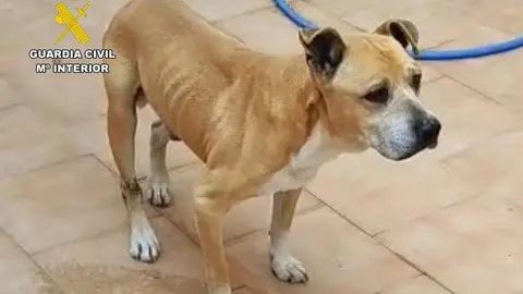 El informe constata signos de anemia severa en los dos animales, secundada al estado general del abandono sanitario