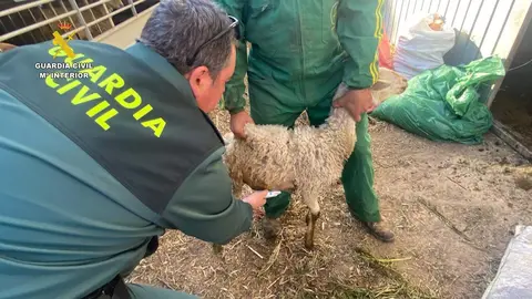 Un agente junto a uno de los animales sustra&iacute;dos
- GUARDIA CIVIL