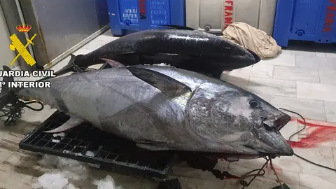 Ejemplares de at&uacute;n rojo de 200 kilogramos de peso cada uno