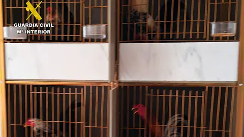 Animales encontrados