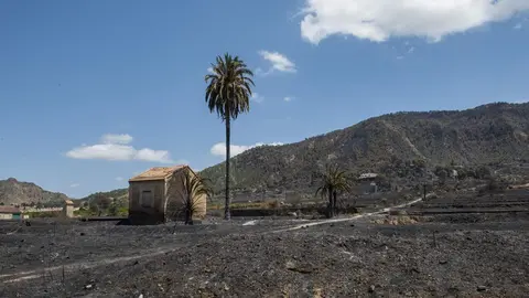 Zona calcinada en el incendio de Los Garres