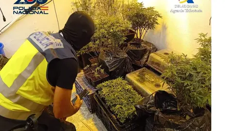 La Polic&iacute;a Nacional y Vigilancia Aduanera llevan a cabo un operativo contra las plantaciones de marihuana en Cartagena (foto: PN)