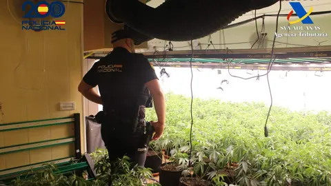 Desmantelada una plantaci&oacute;n indoor de marihuana en una vivienda de Molina de Segura
