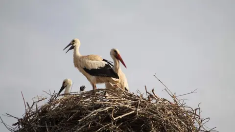 Nacen siete polluelos de cig&uuml;e&ntilde;a blanca silvestre en Terra Natura Murcia