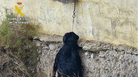 Maltrato animal en Cieza