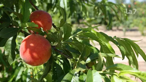 Fruta de hueso