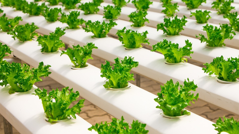 Campos de cultivo hidrop&oacute;nico