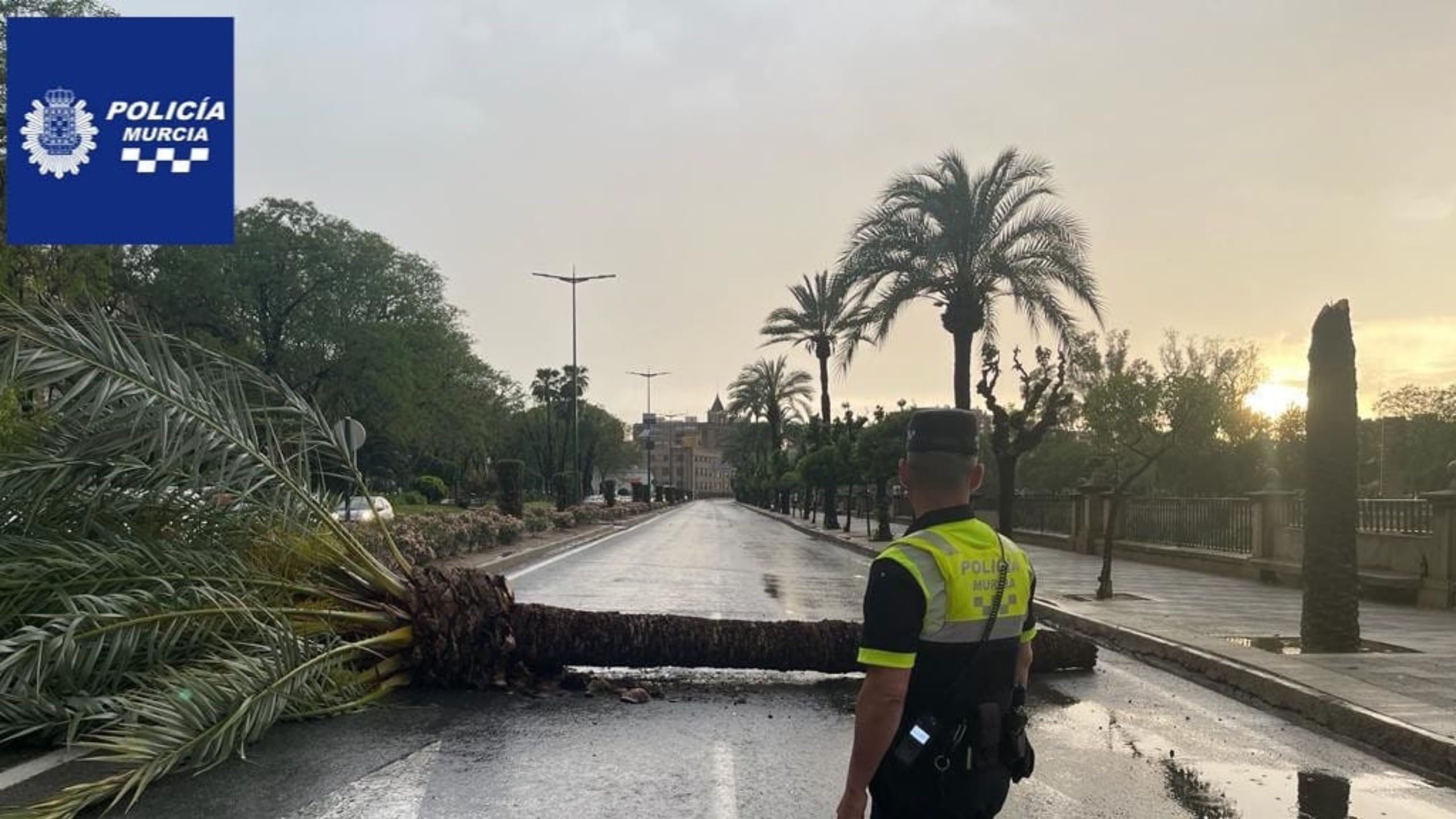 Avenida Infante Don Juan Manuel cortada al tráfico por la caída de una palmera