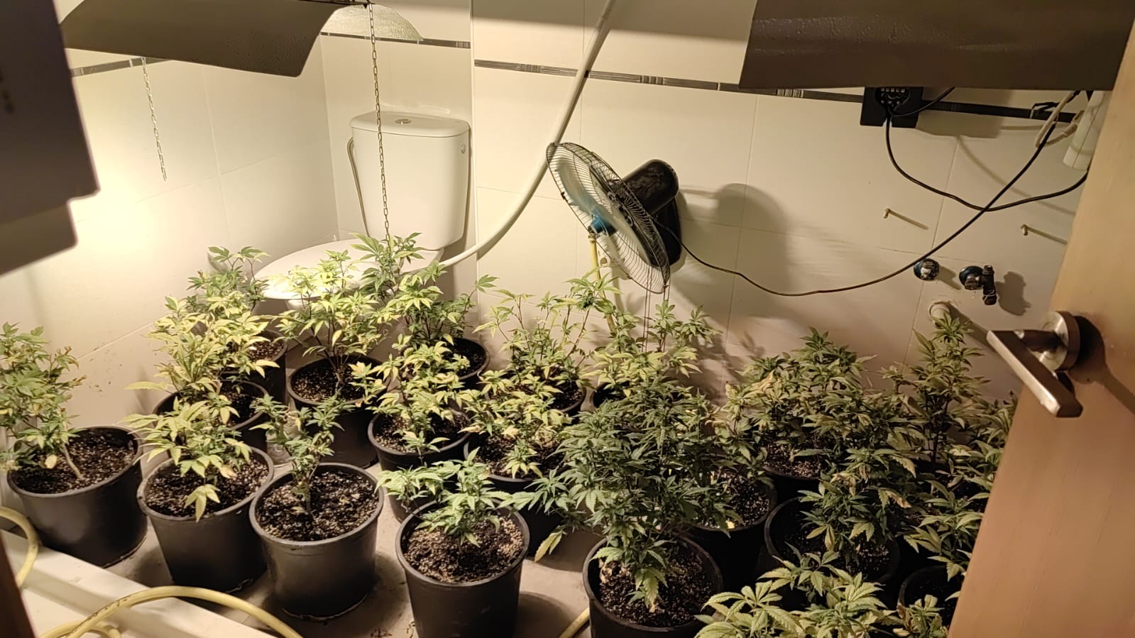 Plantas incautadas por la Policía Nacional (foto: Alejo J. Lucas)