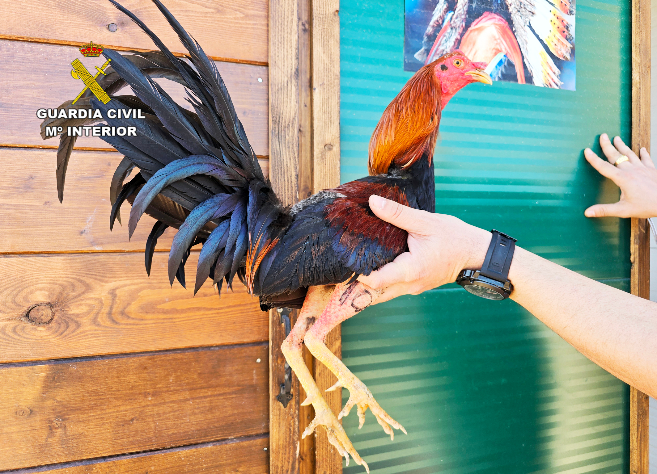 Gallo encontrado por la Guardia Civil