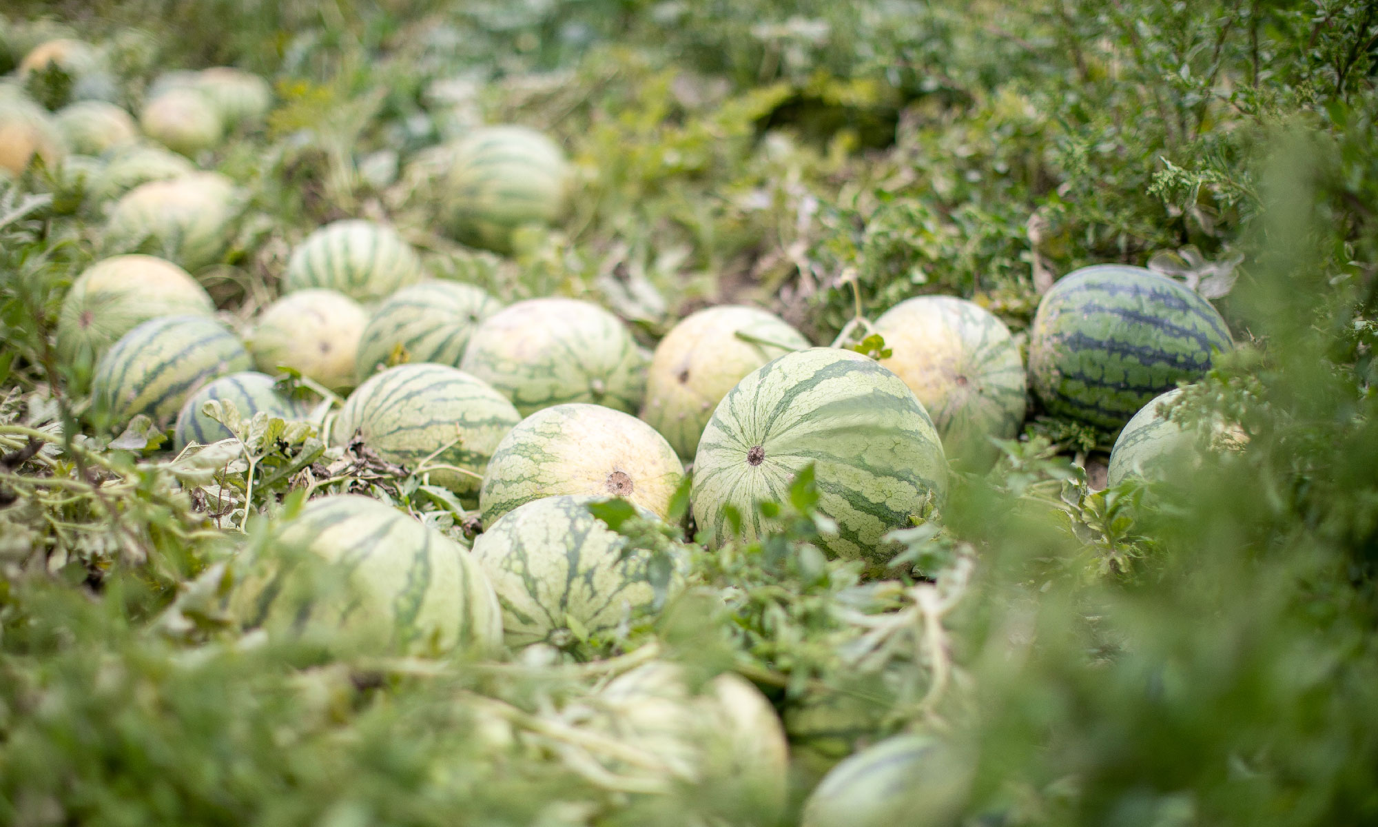 Campo de sandías (foto: Mercadona)