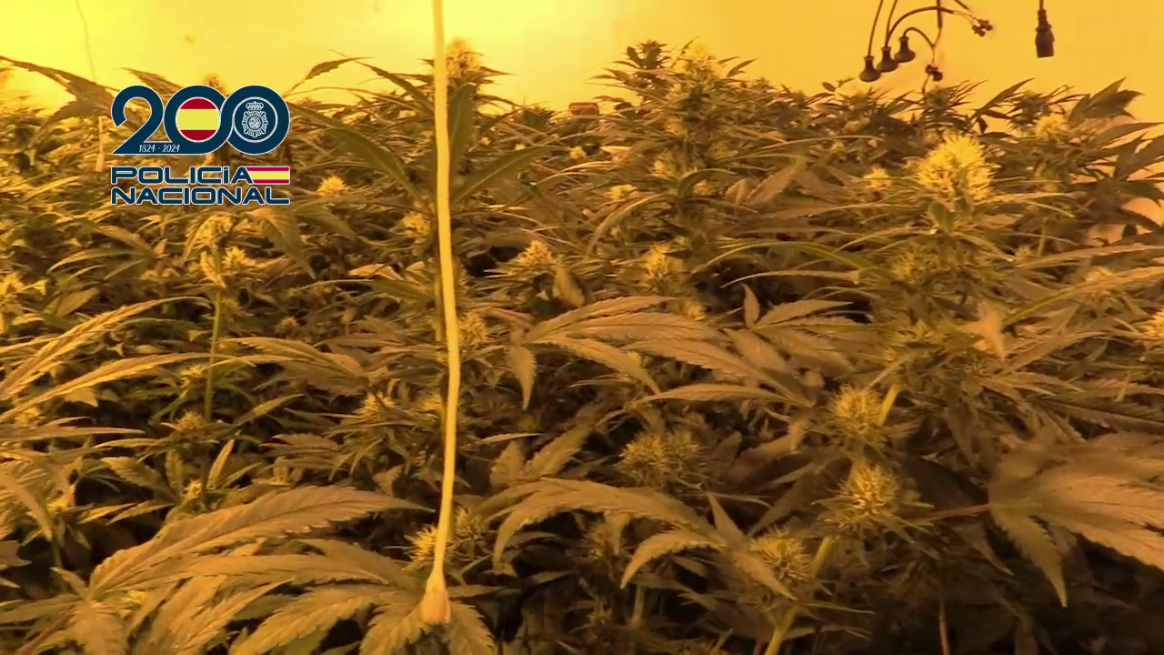 La Policía Nacional en una plantación de marihuana intervenida (foto: PN)
